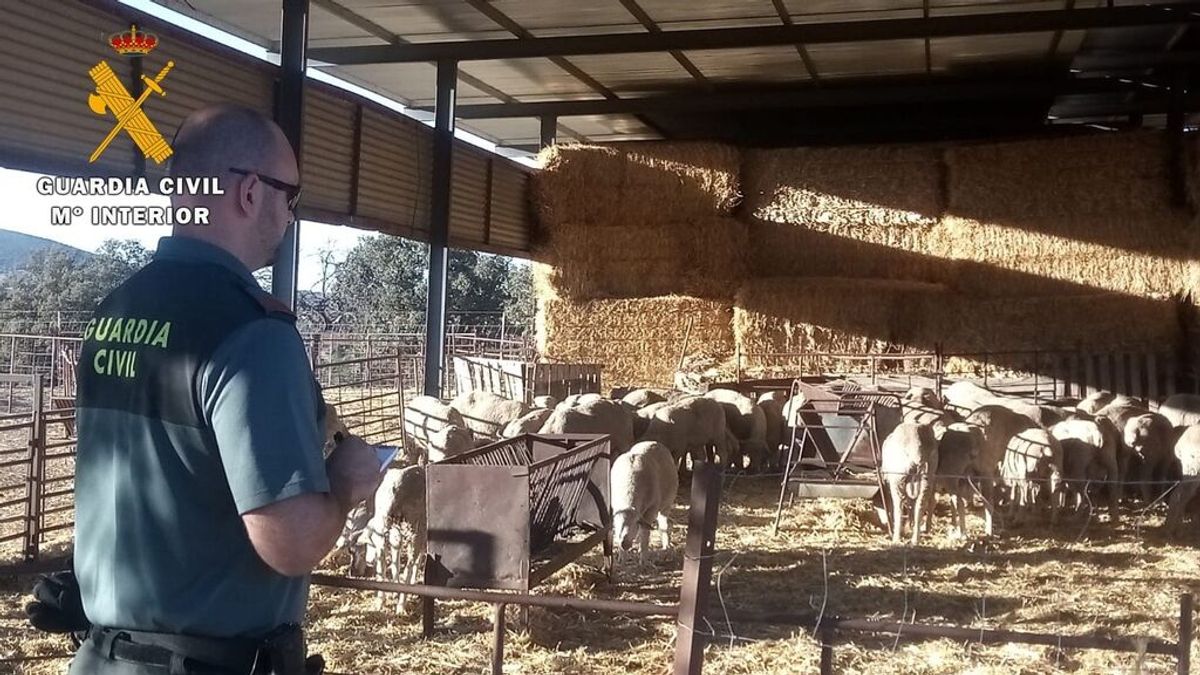 Sucesos.- Detenidos tres varones por un robo de 40 ovejas en trashumancia a su paso por la capital Sucesos.- Detenidos tres varones por un robo de 40 ovejas en trashumancia a su paso por la capital