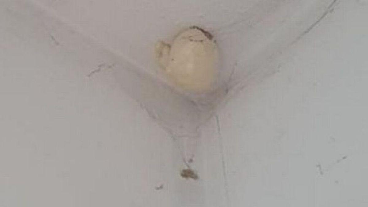 Se vuelve viral el extraño ‘huevo de dinosaurio’ que crece en el techo de una casa