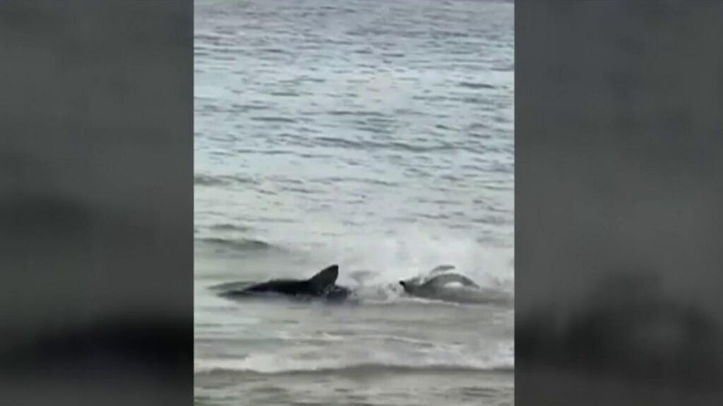 Tiburón en Benidorm