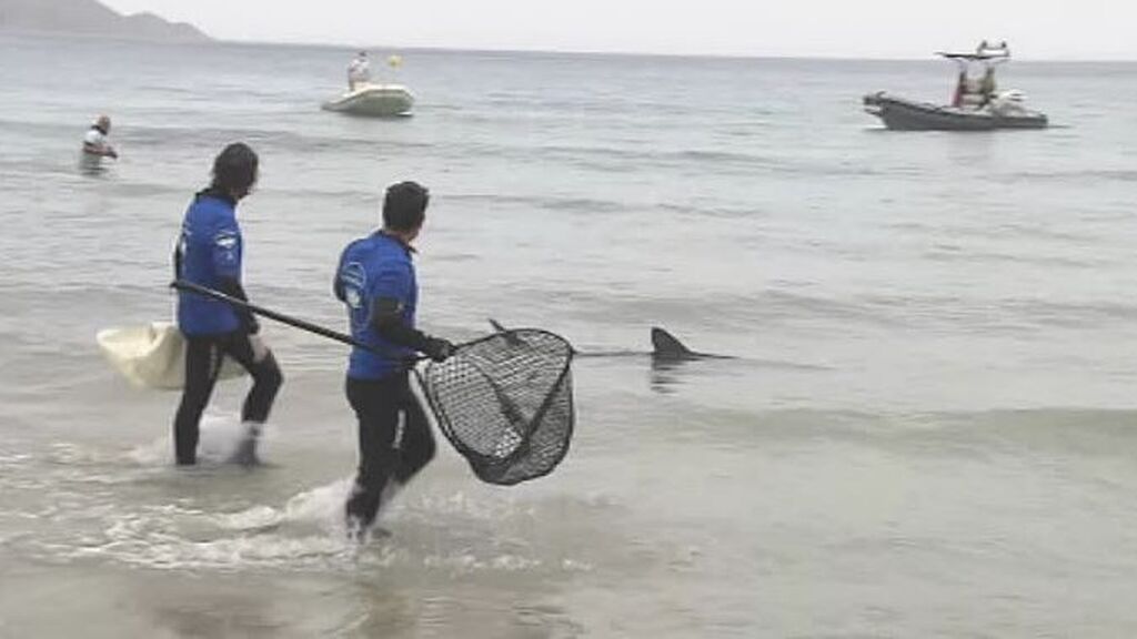 Pánico en la playa de Poniente, Benidorm, tras la presencia de un tiburón en la orilla