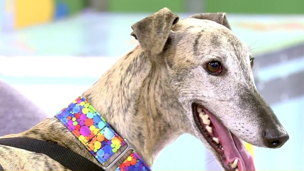 Caterina, una galga de 5 años que necesita un nuevo hogar donde ser feliz