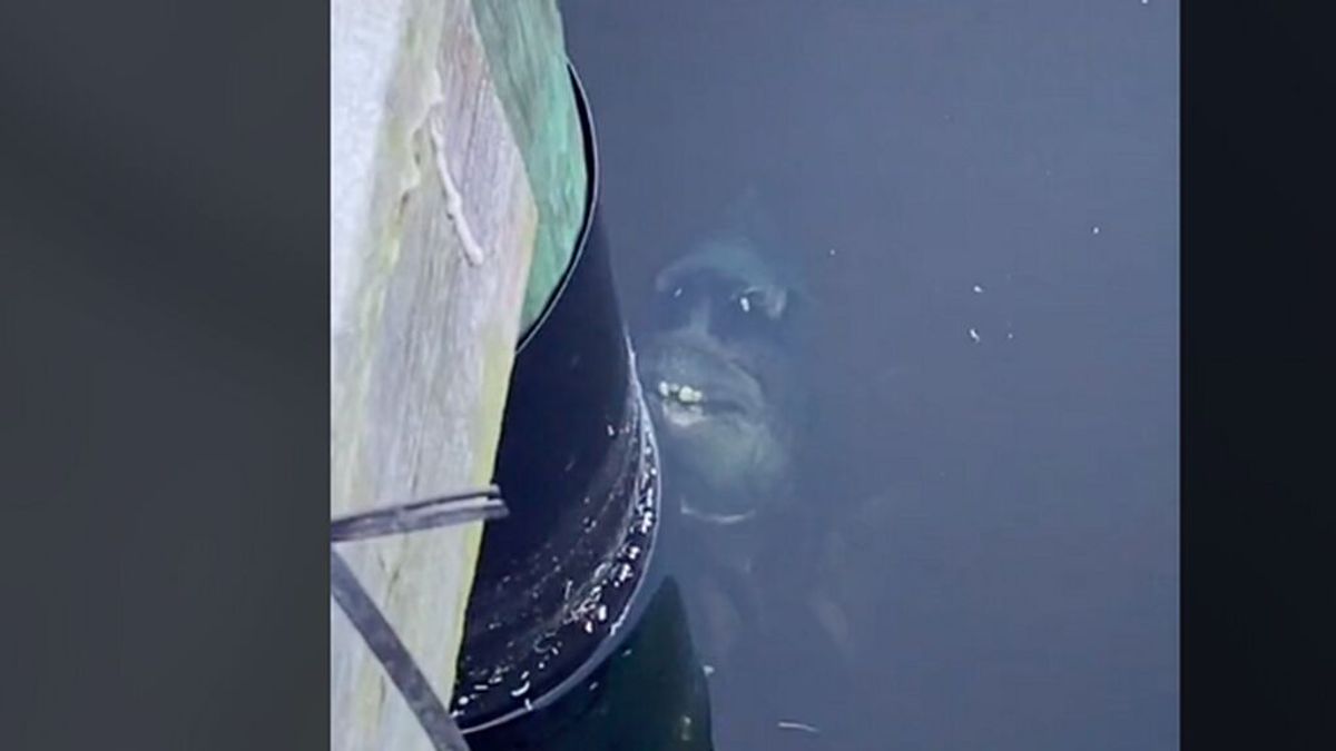 Un pez con cara terrorífica, el nuevo viral que arrasa en TikTok