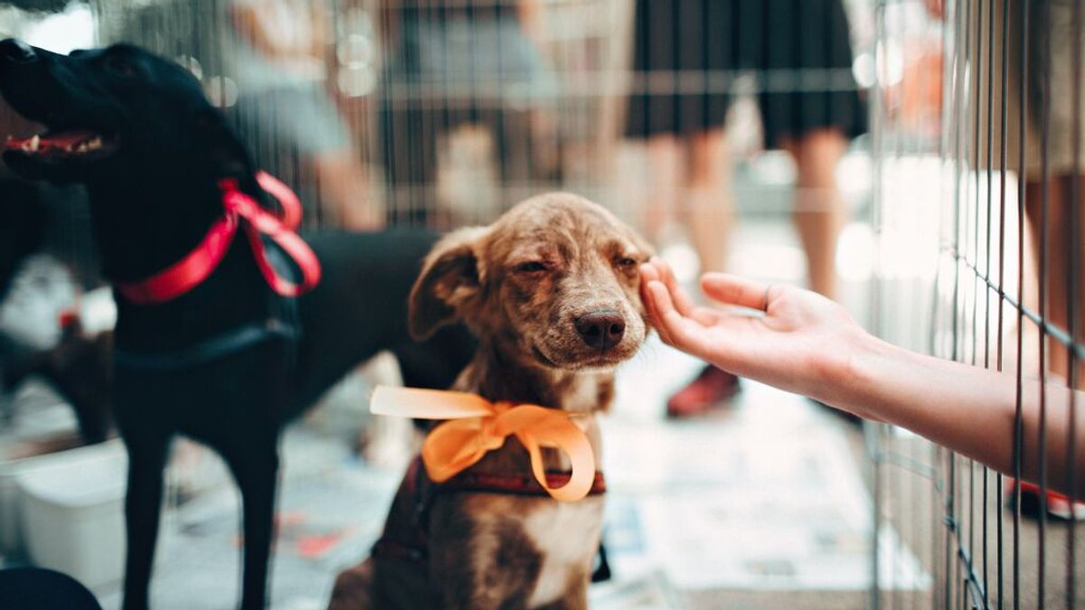 Qué gasto supone tener un perro Qué gasto supone tener un perro