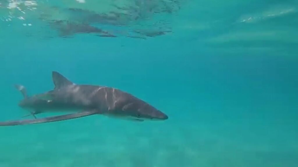 El tiburón que mantiene en vilo a los bañistas El Campello: creen que persigue a su manjar favorito