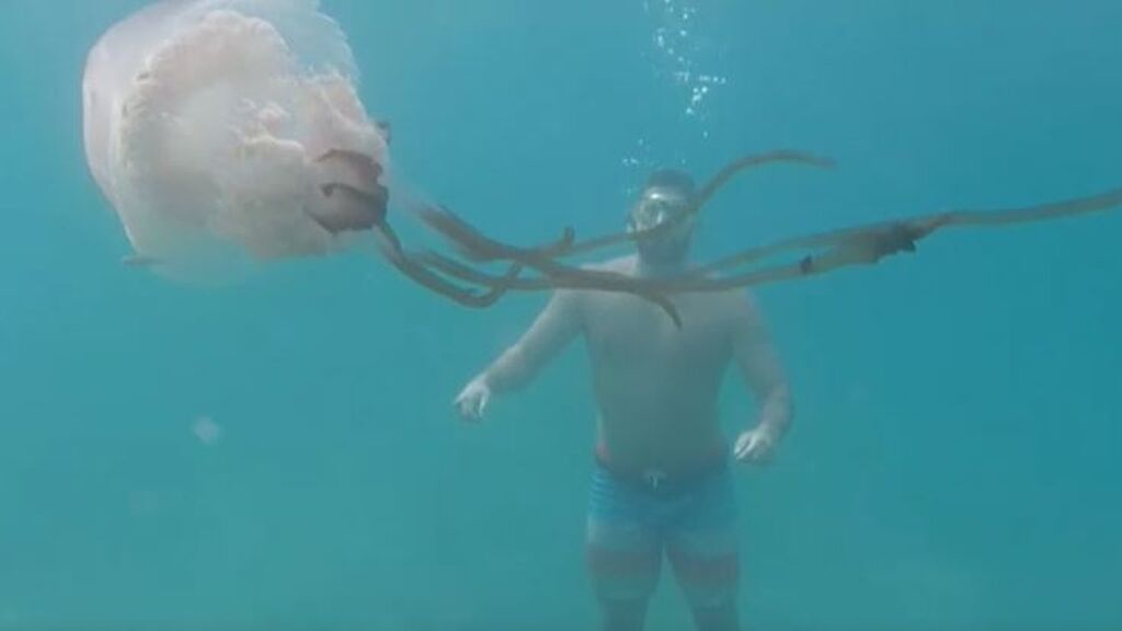 Siguen apareciendo medusas gigantes en Granada: pueden llegar a pesar hasta 40 kilos
