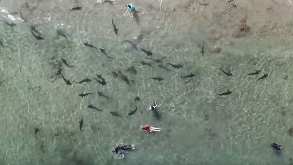 Decenas de tiburones leopardo invaden la playa de San Diego