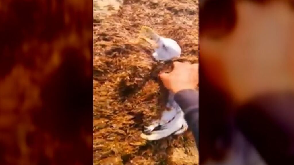 Un mariscador graba el rescate de una gaviota atrapada por algas invasoras en Tarifa, Cádiz