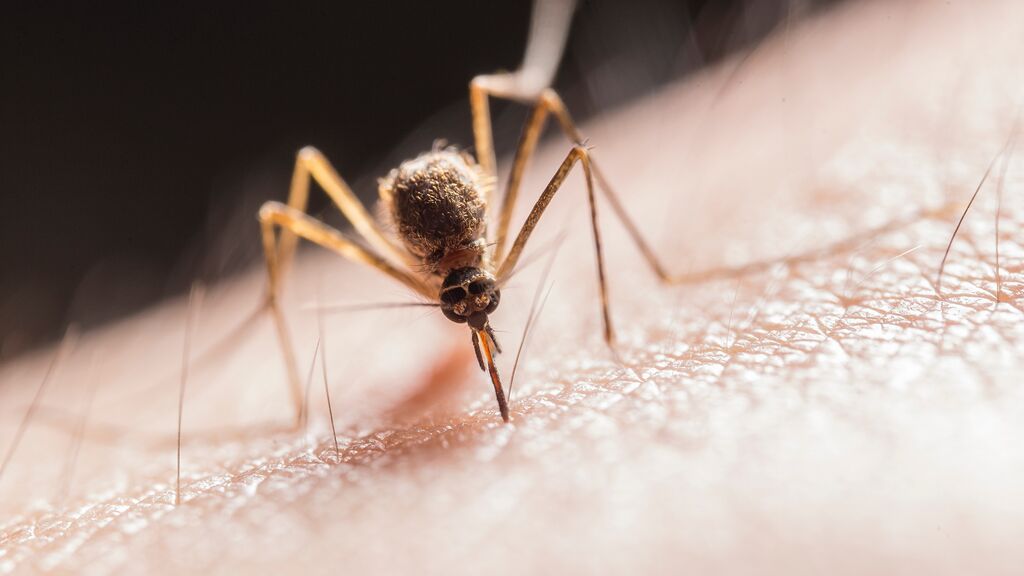 Cómo aliviar las picaduras de mosquitos