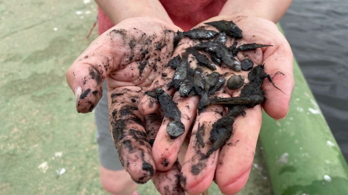 La imagen de la vergüenza, cientos de peces muertos llenos de fango en el Mar Menor La imagen de la vergüenza, cientos de peces muertos llenos de fango en el Mar Menor