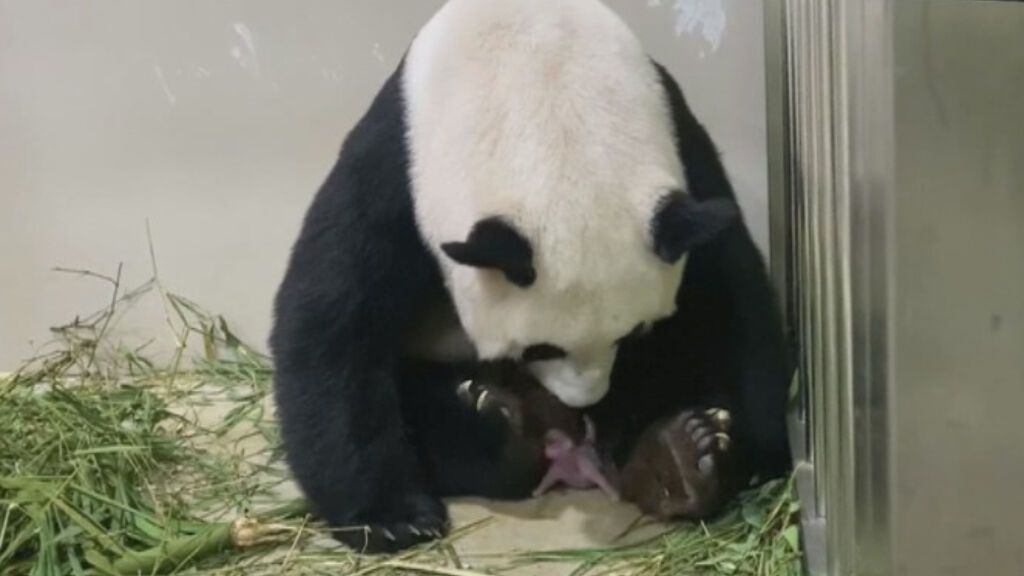 Nace una cría de oso panda gigante en el zoo de Singapur