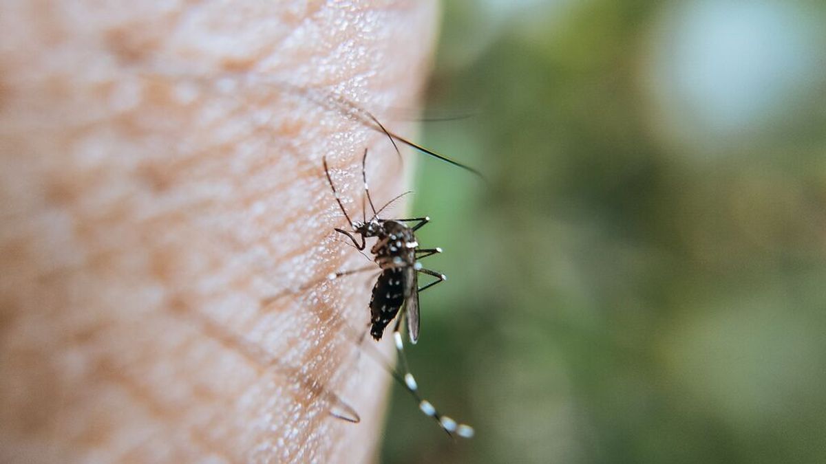 Día mundial del mosquito: remedios caseros para evitar sus picaduras Día mundial del mosquito: remedios caseros para evitar sus picaduras