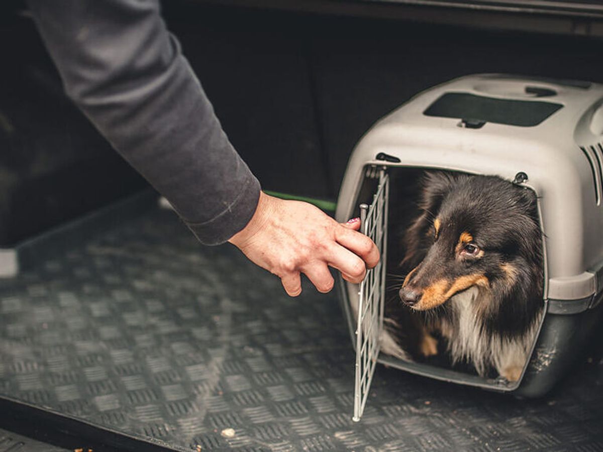 Llevar mascotas en el coche con seguridad