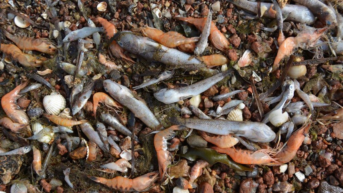 El drama del Mar Menor se repite: polémica por la aparición de miles de peces muertos