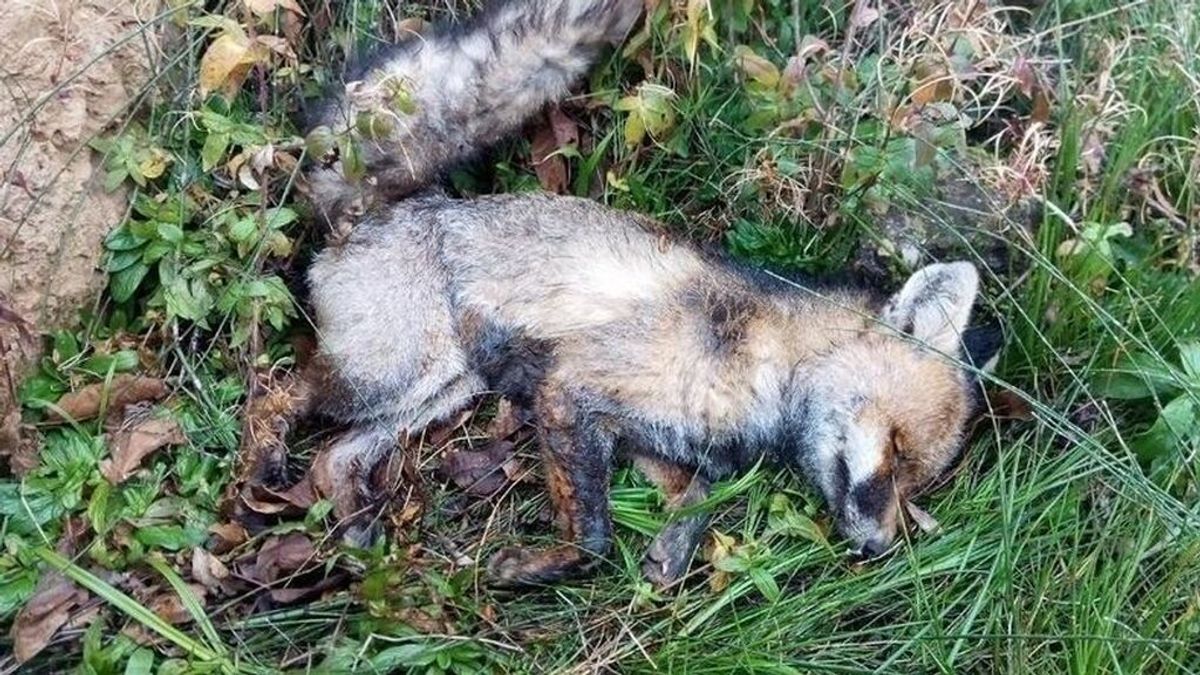 Indignación en La Rioja por la nueva campaña de caza del zorro: "No tiene ningún sentido"