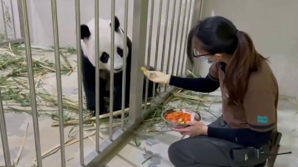 Nace en Singapur una cría de oso panda gigante