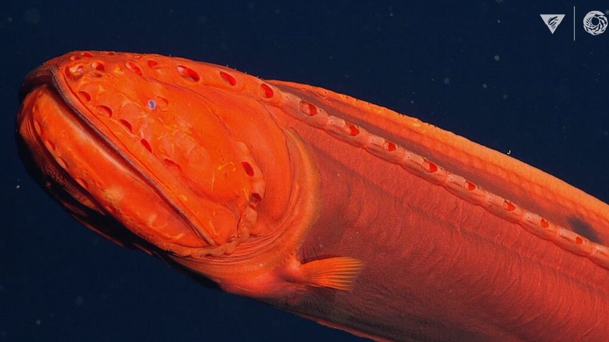 Un misterioso pez lleva 'disfrazándose' un siglo para no ser descubierto: así lo consigue