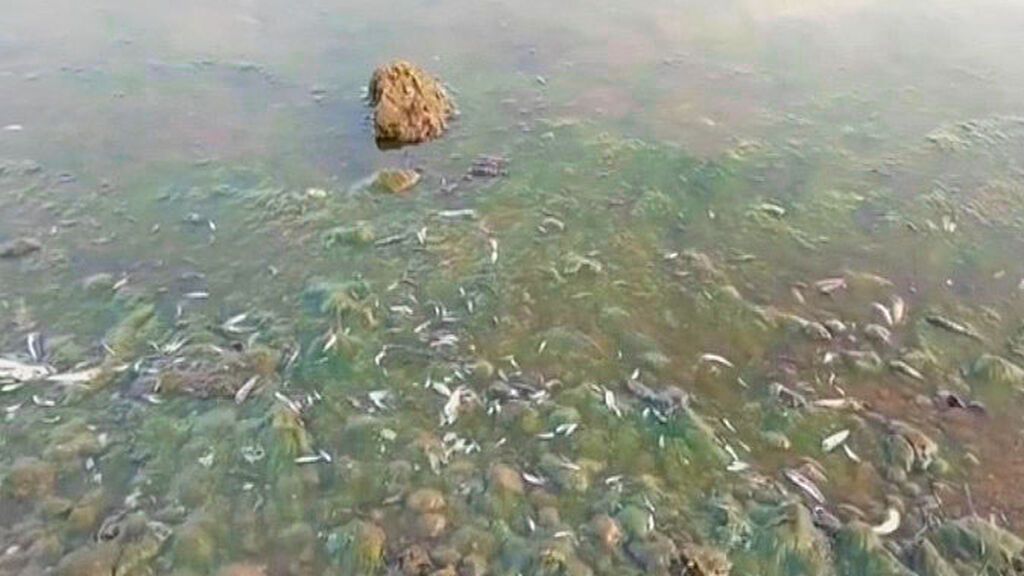 Peces muertos en la manga del Mar Menor