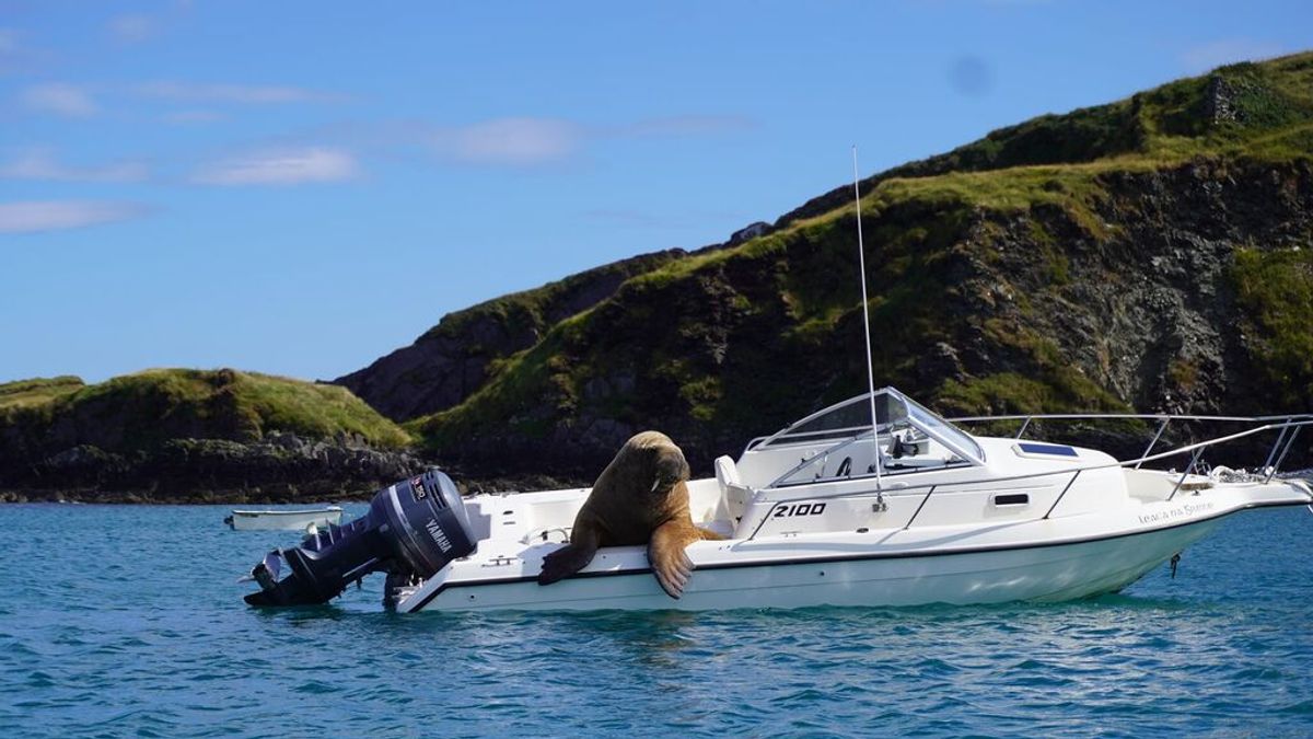 "Tenemos un visitante ártico": una morsa se une a la tripulación de un barco en Irlanda