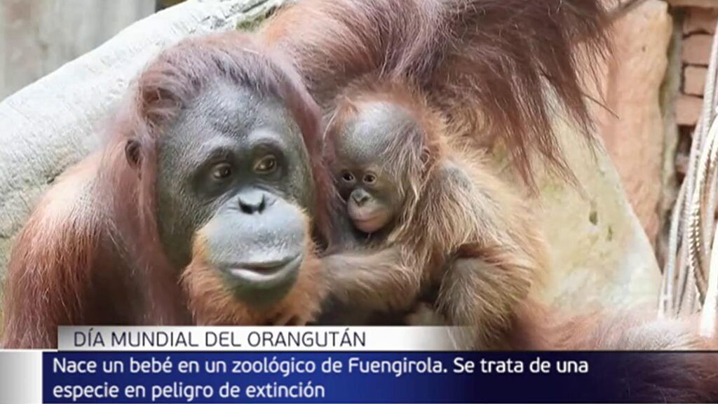 19 de agosto, Día Mundial del orangután: en Fuengirola celebran el nacimiento de un bebé de Borneo