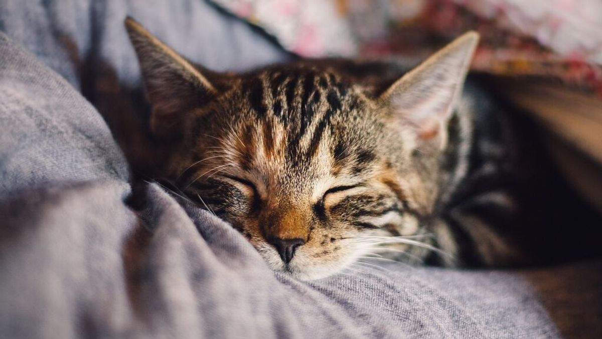 Cómo eliminar los pelos de gato de tu ropa Cómo eliminar los pelos de gato de tu ropa