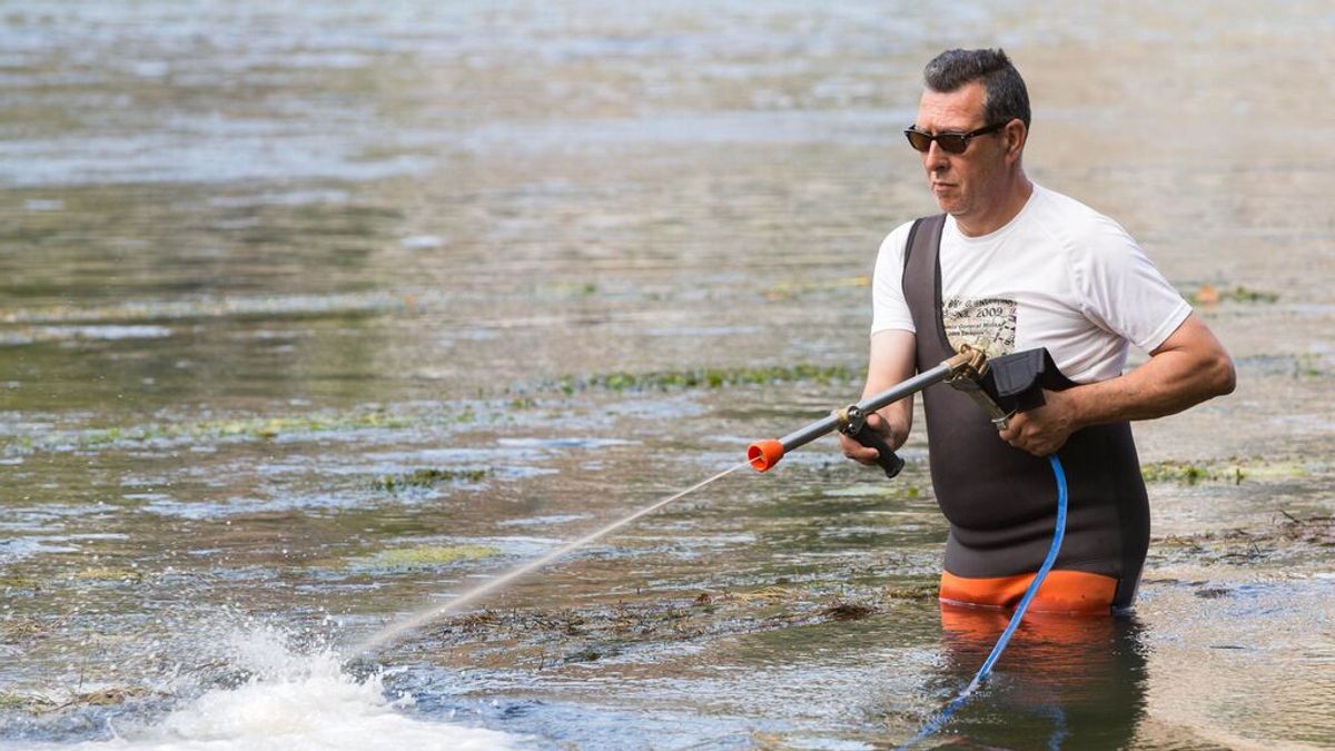 Mosca negra: plaga tras la ola de calor en Aragón, Cataluña, Madrid y Valencia Mosca negra: plaga tras la ola de calor en Aragón, Cataluña, Madrid y Valencia