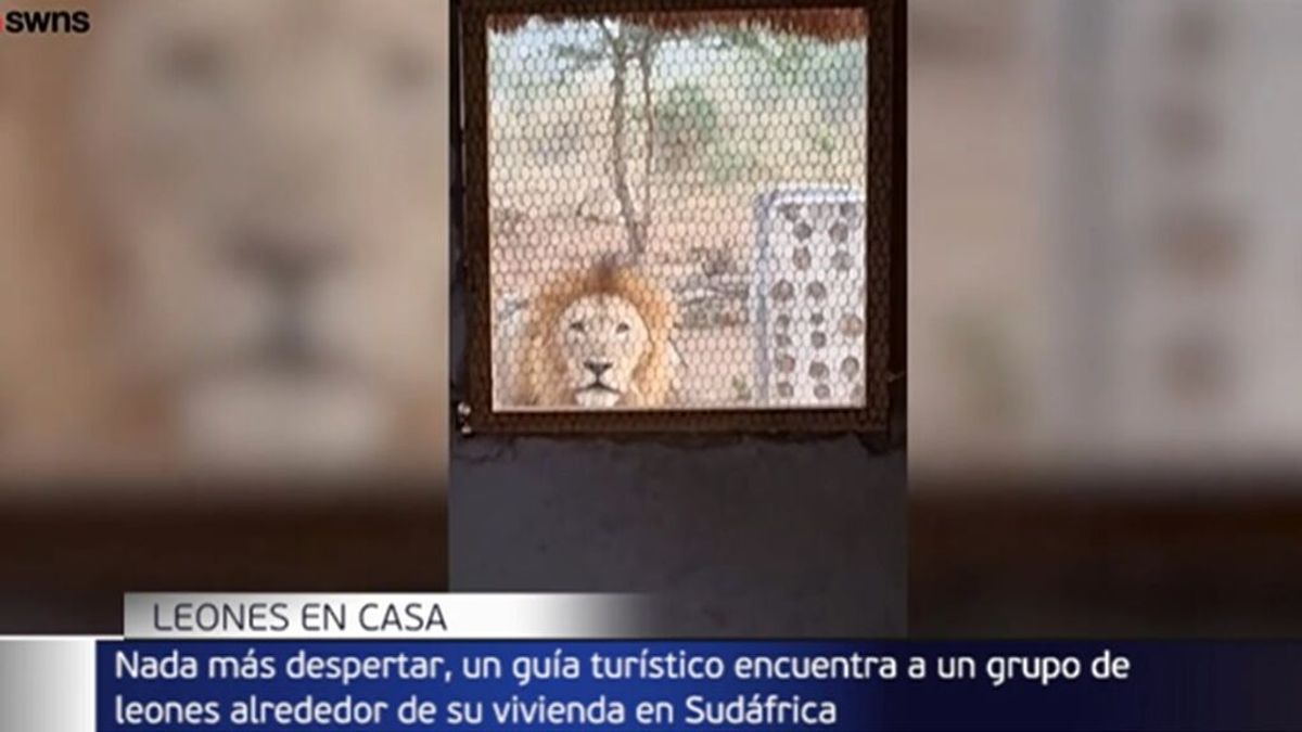 Un guía turístico se encuentra un grupo de leones alrededor de su casa en  Sudáfrica