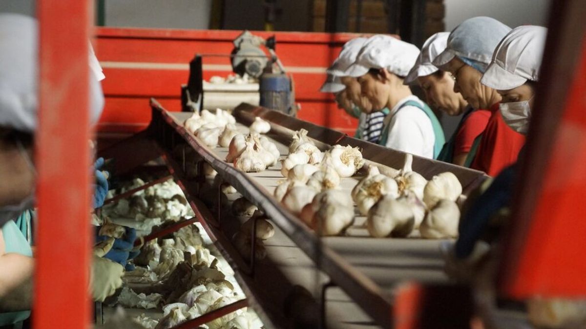 La sequía lleva a agricultores de Córdoba a plantar ajos en Castilla La Mancha La sequía lleva a agricultores de Córdoba a plantar ajos en Castilla La Mancha