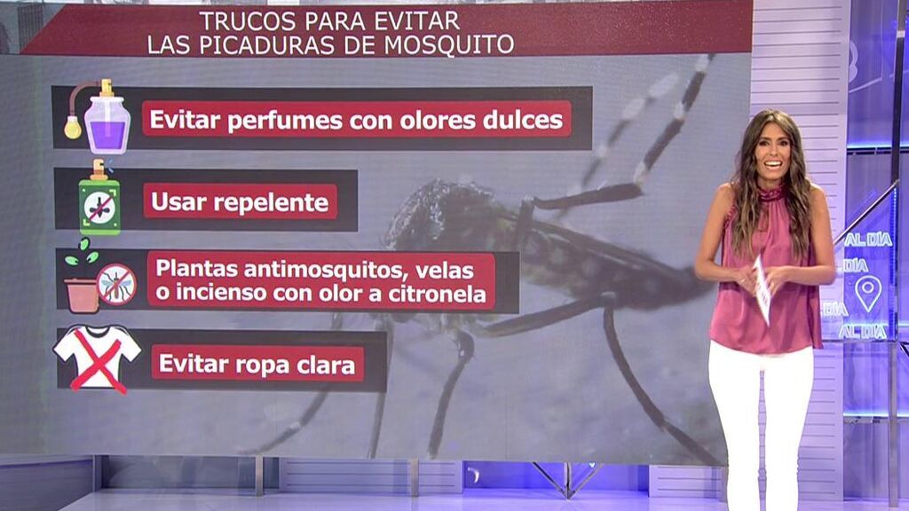 Día internacional del mosquito