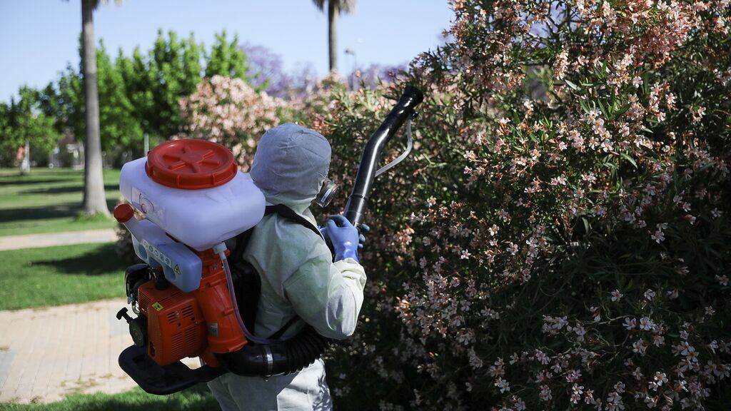 Miedo por los mosquitos con virus del Nilo: a la mujer fallecida en Sevilla le picaron en su casa