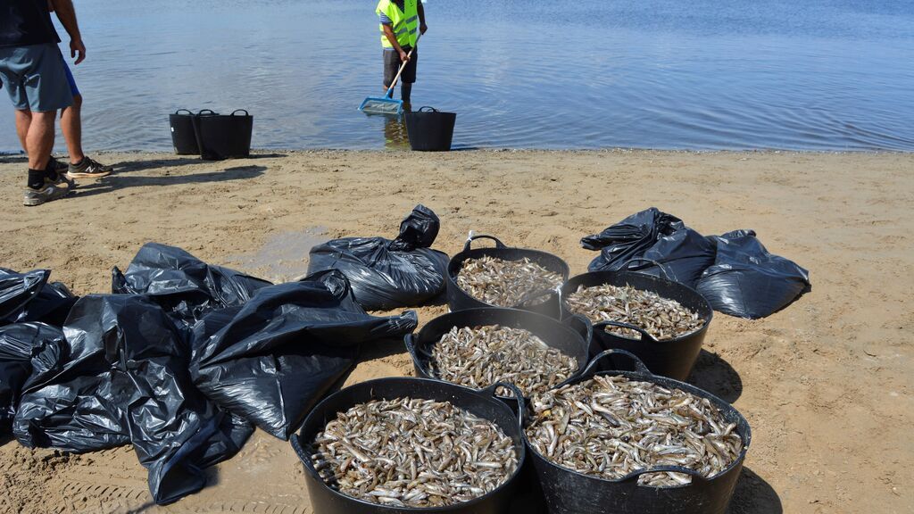Cierran las playas desde Cala del Pino a Playa Honda para retirar los peces muertos en la orilla del Mar Menor