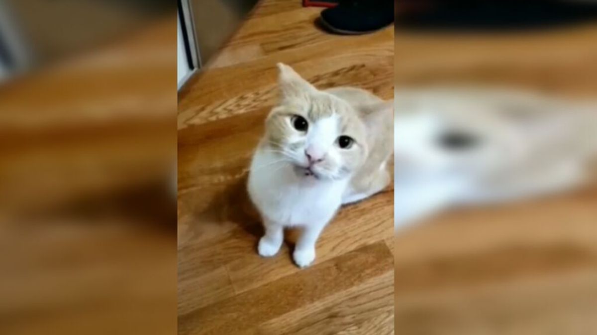 El gato más hambriento del mundo: roba comida y aterroriza a sus dueños cuando cocinar