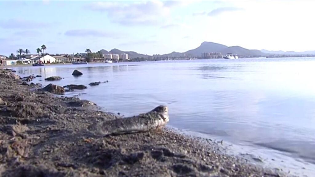 ¿Cómo ha podido ocurrir la catástrofe medioambiental del Mar Menor?