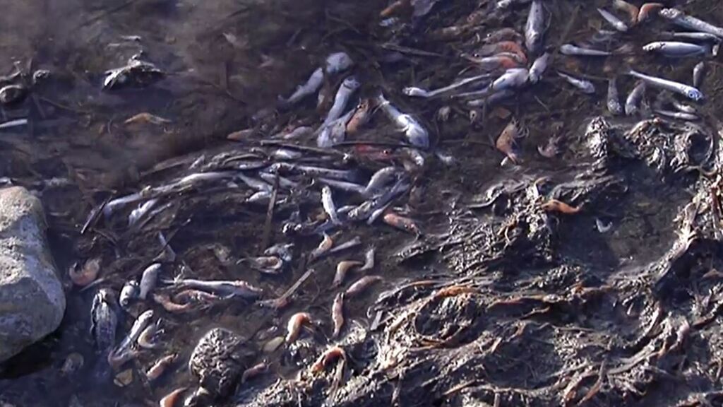 Ecocidio en el Mar Menor: más de cuatro toneladas y media de peces muertos y 7 playas cerradas