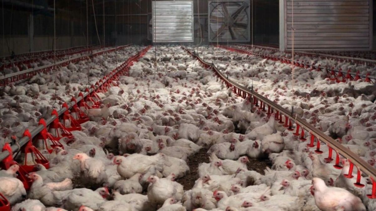 Mueren 40.000 pollos tras el incendio de una nave en Villanueva (Cuenca), que ya está extinguido Mueren 40.000 pollos tras el incendio de una nave en Villanueva (Cuenca), que ya está extinguido