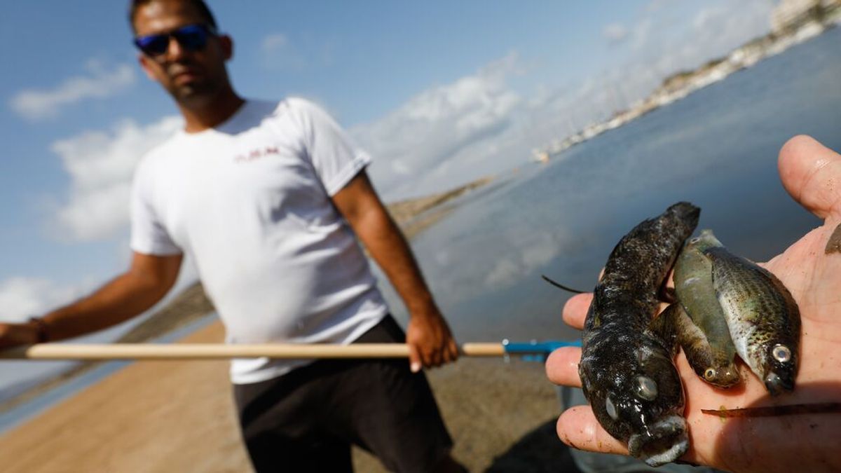 El Mar Menor que se ahoga mientras crece la tensión política El Mar Menor que se ahoga mientras crece la tensión política