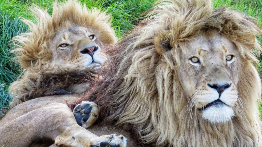 leones ONG sudafricana