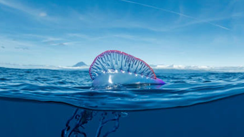 gettyimages-1178535808-612x612