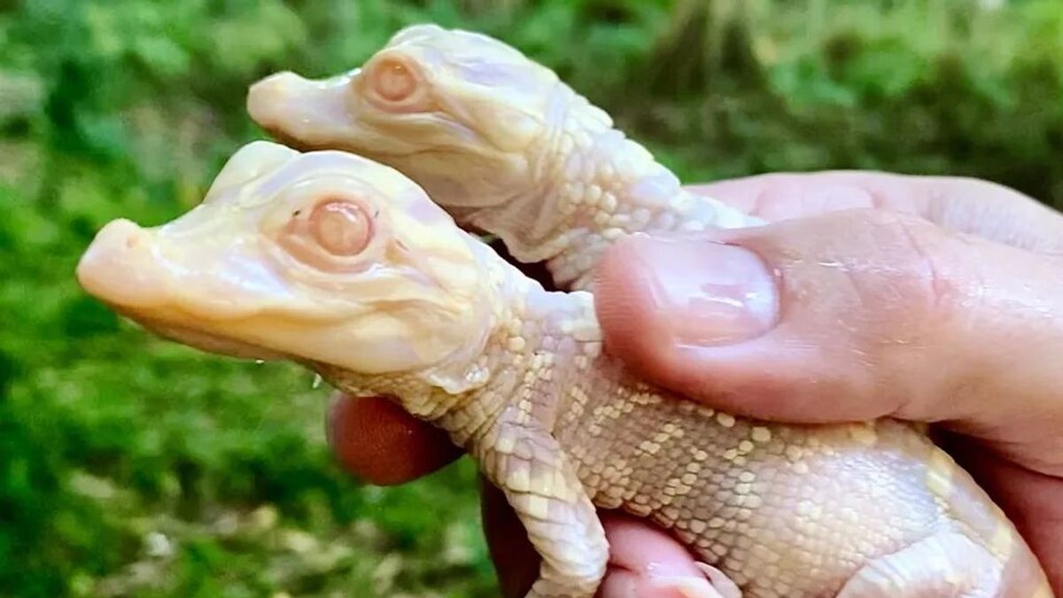Nacen dos caimanes albinos en Florida: las imágenes de las peculiares crías