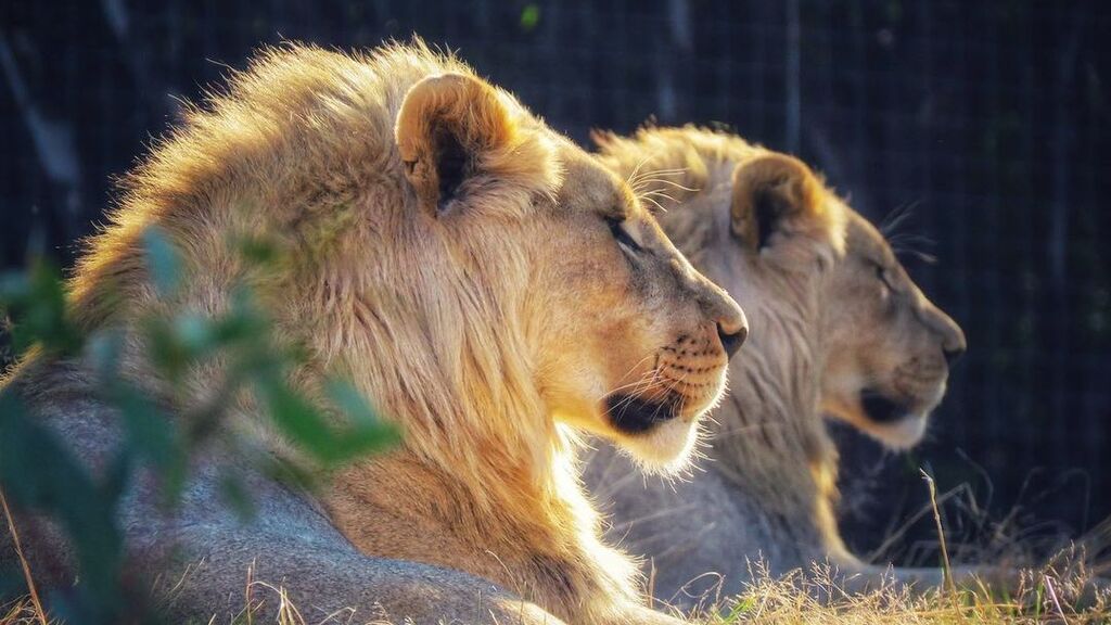Estos leones viven en un "zoo inverso"