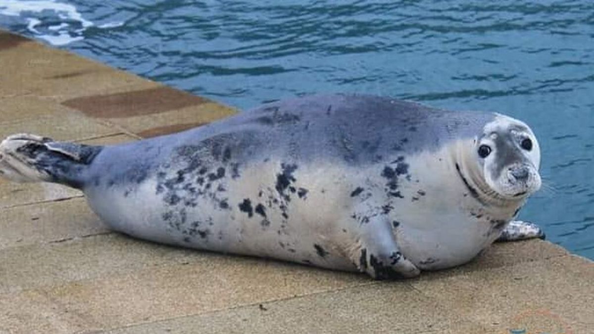 La foca Doqui vuelve a la ría de Vigo: las autoridades piden respeto para el animal