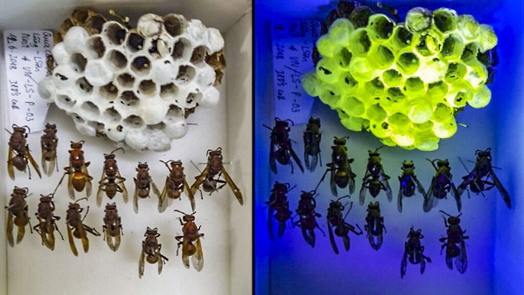 Fig. S2. Nest of P. brunetus under white (left) and UV-A (395 nm, right)-1280x720