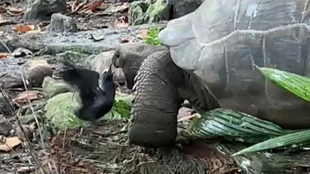 Graban a una tortuga gigante atacando y comiéndose a un pájaro por primera vez