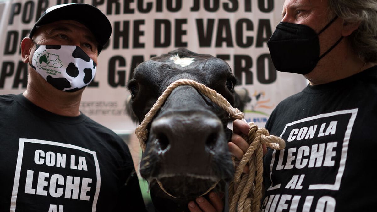 EuropaPress_3867745_02_august_2021_spain_malaga_protesters_wearing_face_masks_seen_with_cow_as