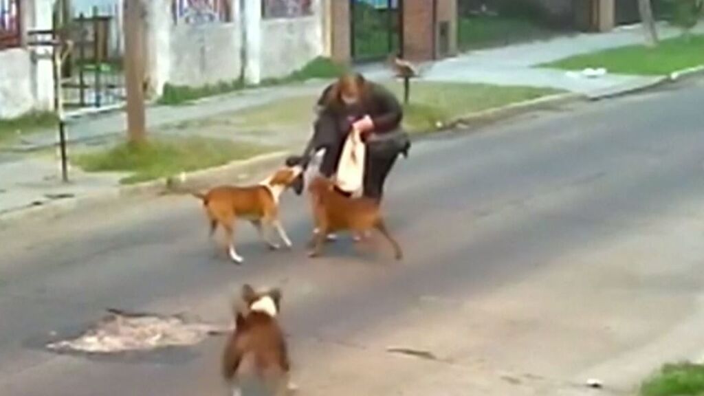 Una jauría de perros de raza peligrosa ataca en tromba a una mujer que reclamaba ayuda desesperademente
