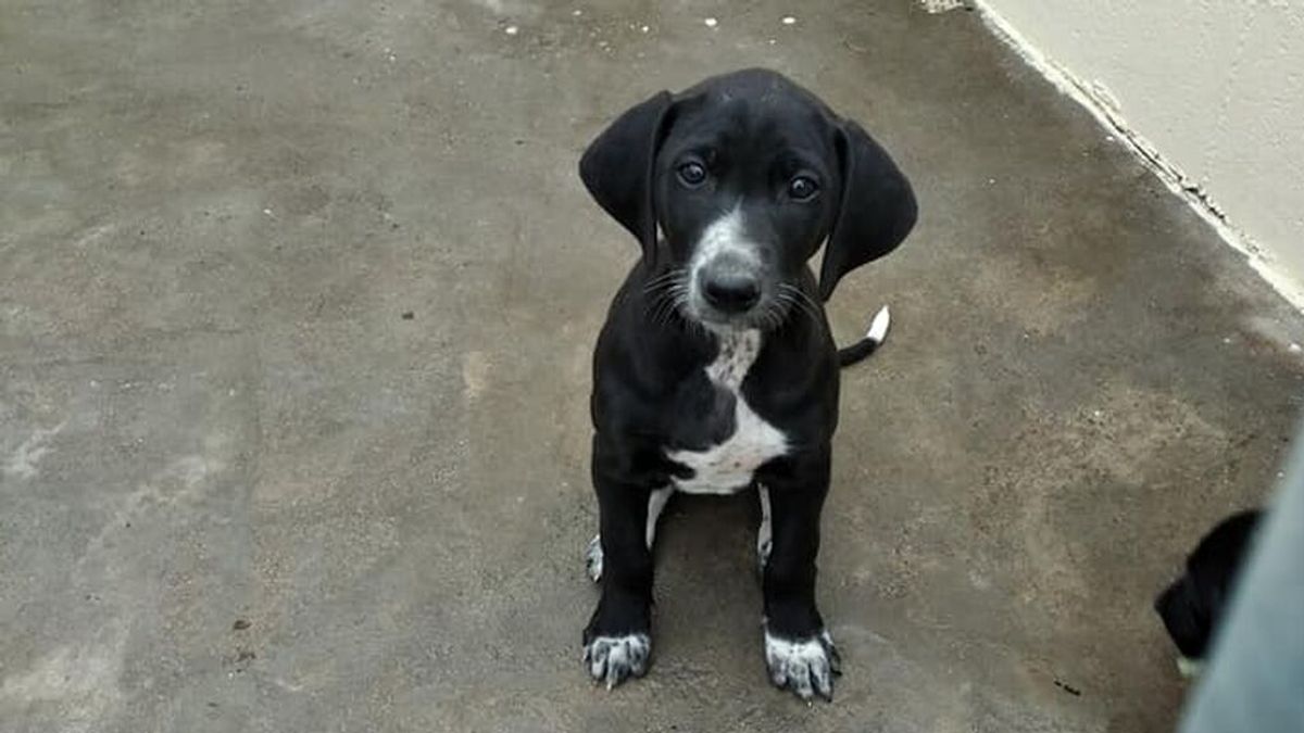 El cuidador de la residencia canina donde han muerto tres perros: "Soy culpable, cometí una negligencia" El cuidador de la residencia canina donde han muerto tres perros: "Soy culpable, cometí una negligencia"