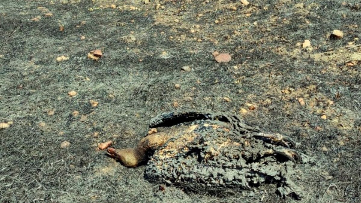 Un buitre que colisionó con un tendido eléctrico provocó el incendio de Alburquerque que arrasó 700 hectáreas Un buitre que colisionó con un tendido eléctrico provocó el incendio de Alburquerque que arrasó 700 hectáreas