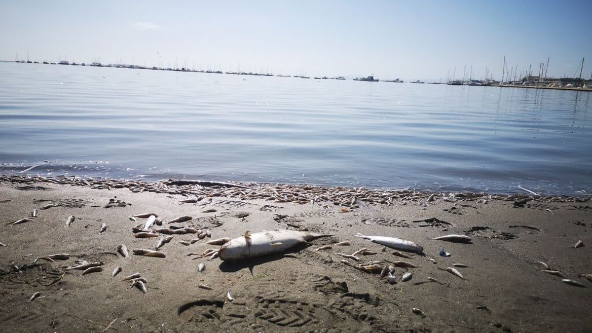 El Mar Menor, un ecosistema singular bajo presión El Mar Menor, un ecosistema singular bajo presión