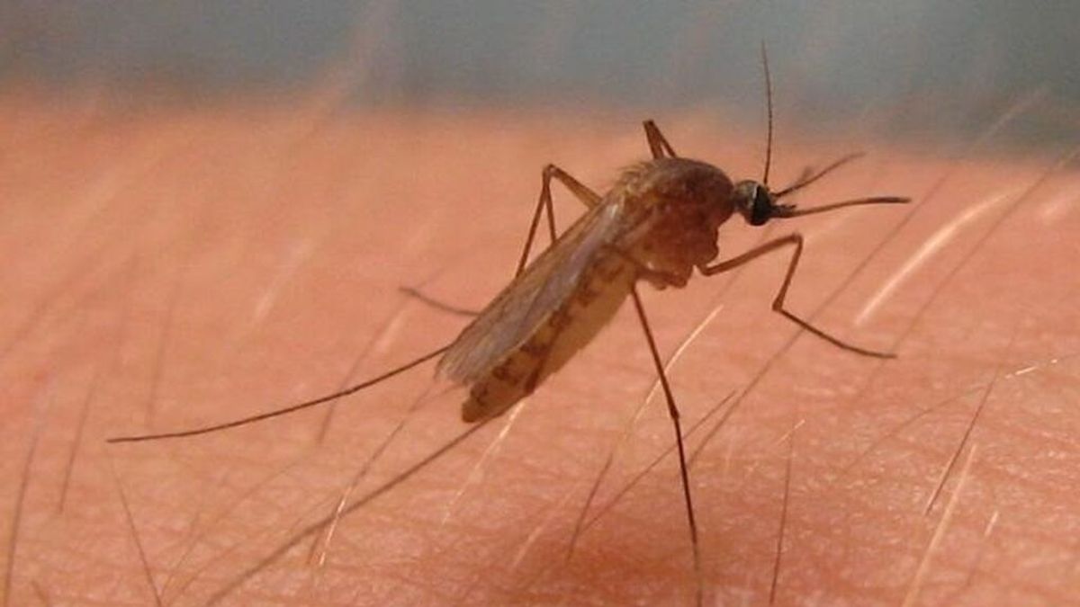 Detectan el virus del Nilo Occidental en una muestra de mosquitos en Cataluña Detectan el virus del Nilo Occidental en una muestra de mosquitos en Cataluña