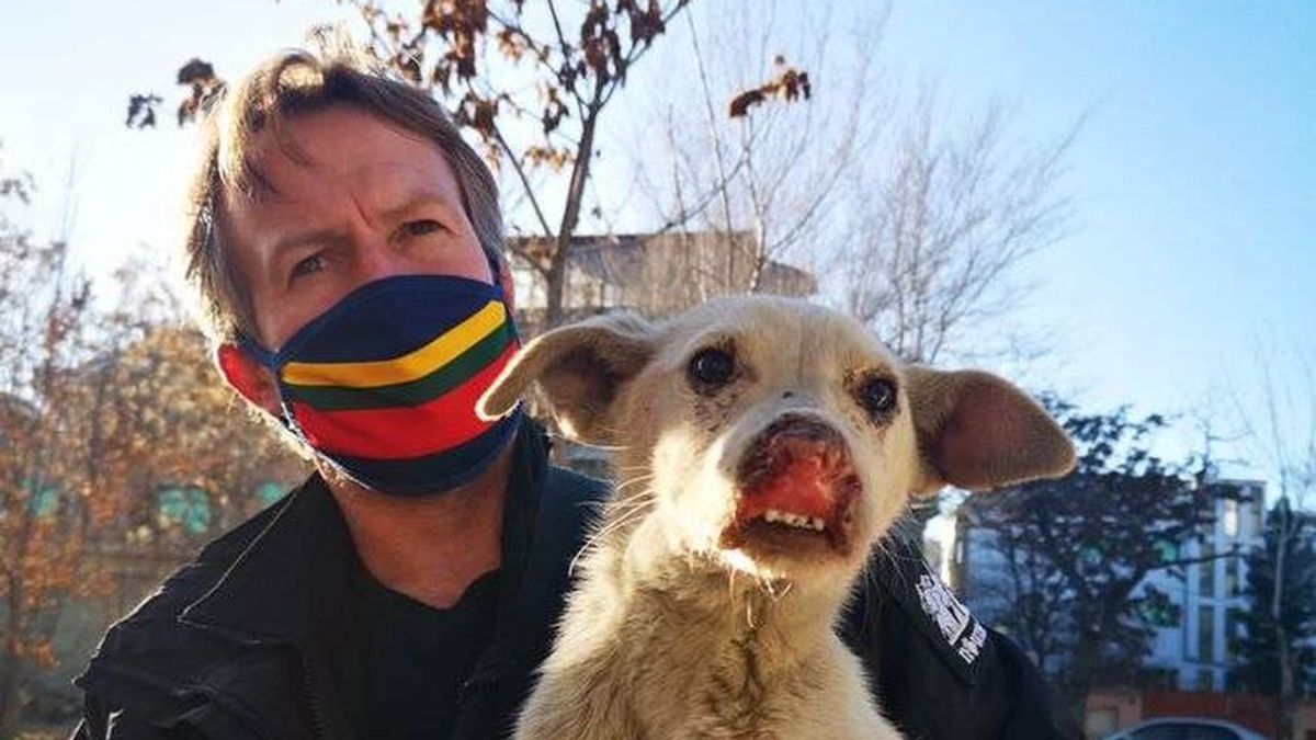 Polémica por la última evacuación británica: animales a bordo, afganos en tierra Polémica por la última evacuación británica: animales a bordo, afganos en tierra