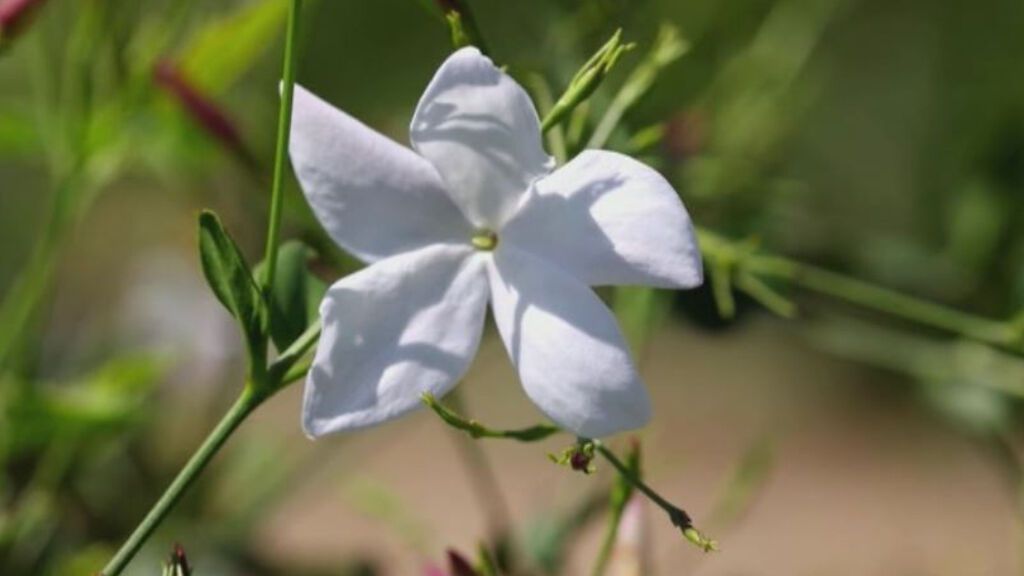 Chanel amplía sus campos de jazmines para su perfume número 5 - NIUS